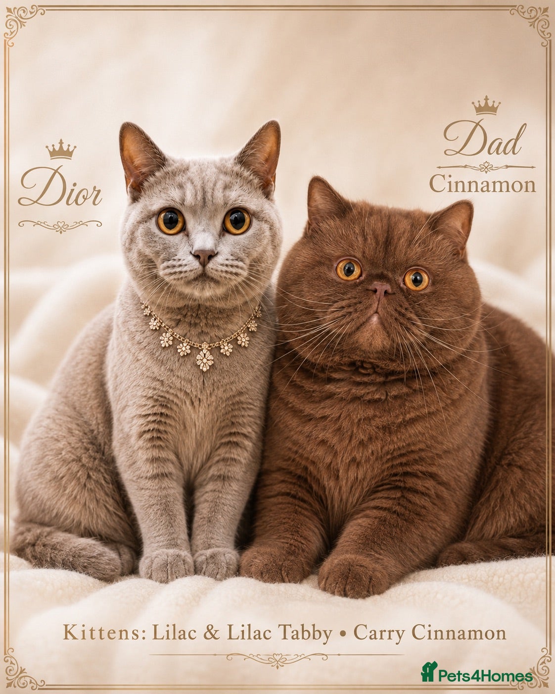 British Shorthair cats ✨ Early Interest Welcome ✨ - Advert 1