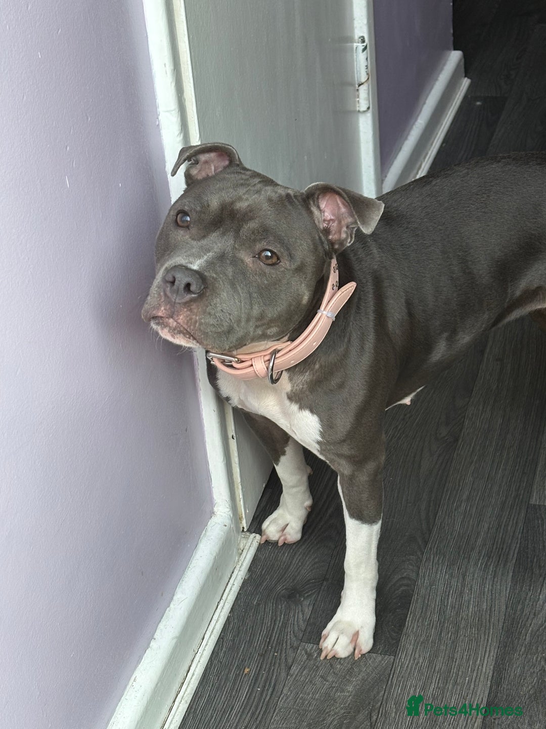Staffordshire Bull Terrier dogs for stud: Stud wanted for my Female staff - Image 5