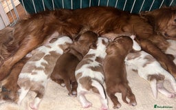 Cavalier King Charles Spaniel dogs for sale: 5 King Charles Ruby & Blenheim Puppies  - Image 12