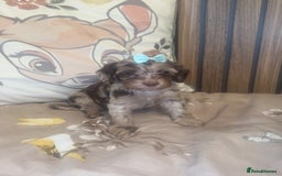 Cockapoo dogs for sale: Miniature toy poodle cockapoos available soon ❤️ - Image 15