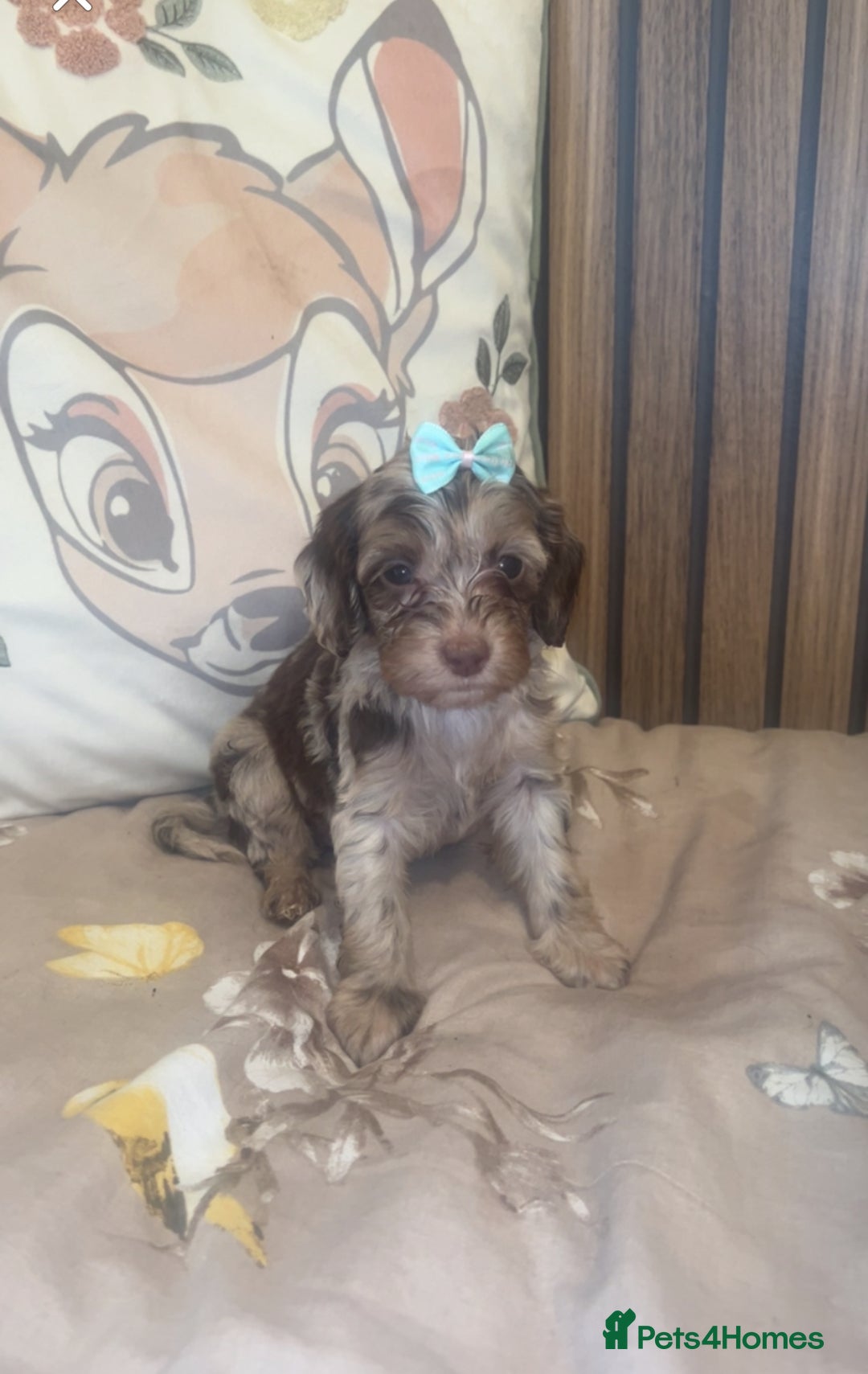 Cockapoo dogs for sale: Miniature toy poodle cockapoos available soon ❤️ - Image 15