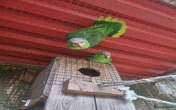 Parrots birds for sale: Proven pair of red lored amazons  - Image 1