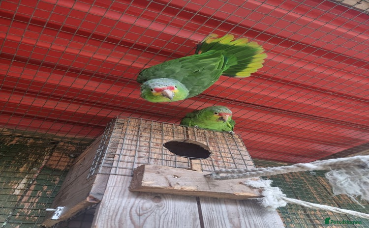 Parrots birds - Advert 1