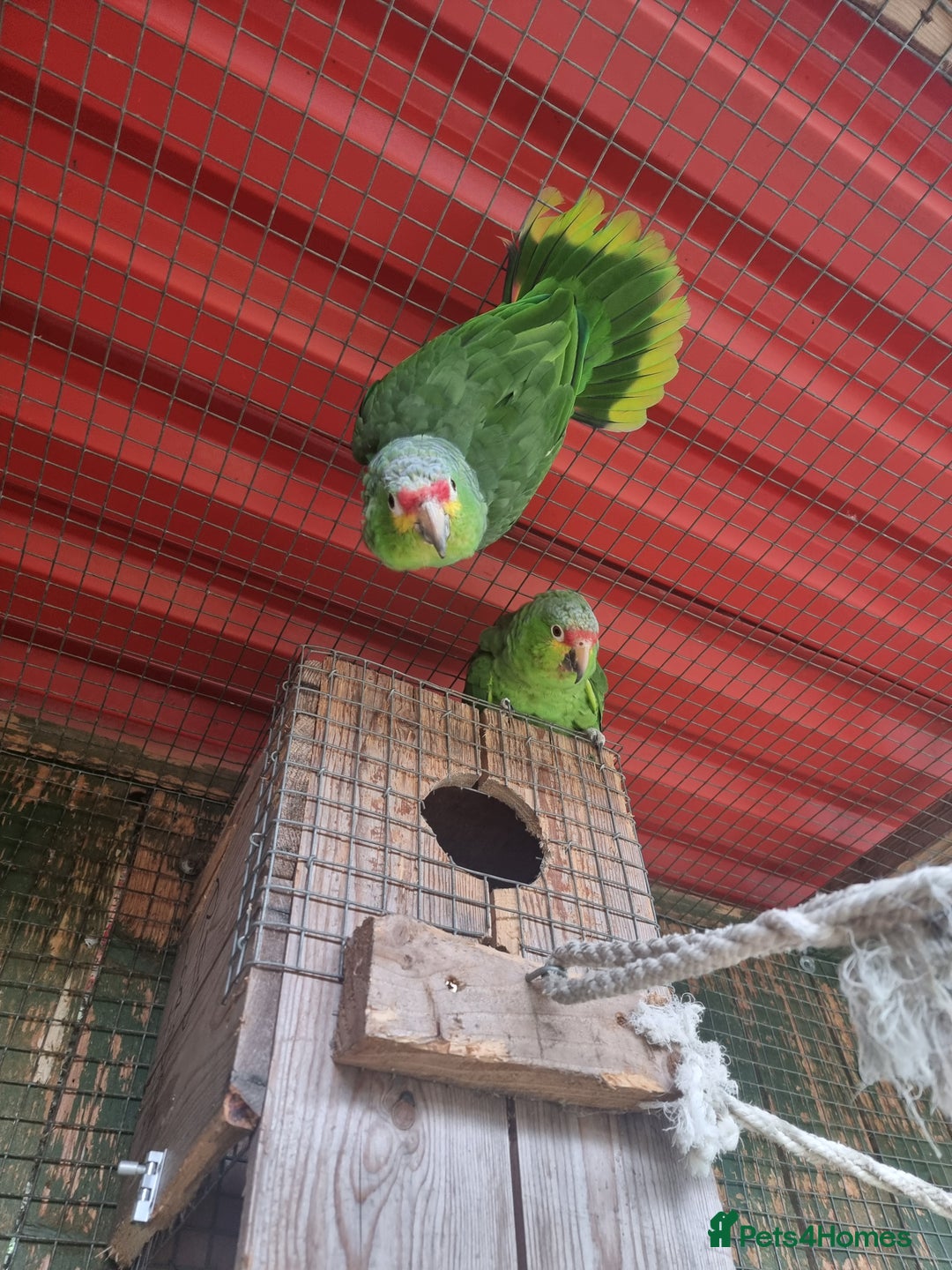 Parrots birds for sale: Proven pair of red lored amazons  - Image 1