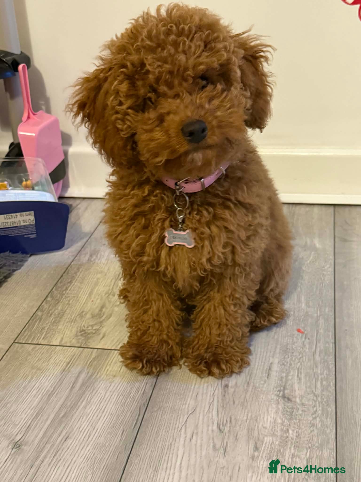 Cockapoo dogs F1b toy Cockapoo girl  - Advert 3