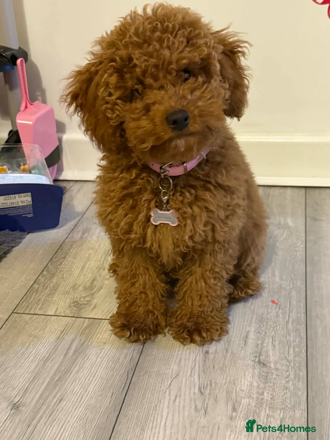 Cockapoo dogs for sale: F1b toy Cockapoo girl  - Advert 1