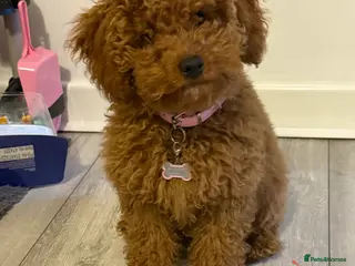 Cockapoo dogs F1b toy Cockapoo girl - Advert 3