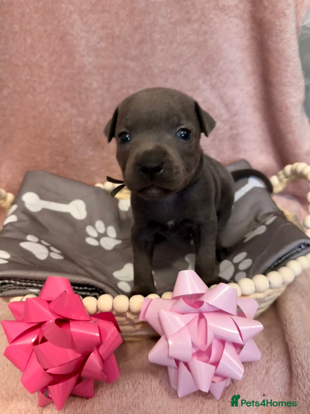 Staffordshire Bull Terrier dogs for sale: 🐾Beautiful chunky Staffies 🐾 - Image 12