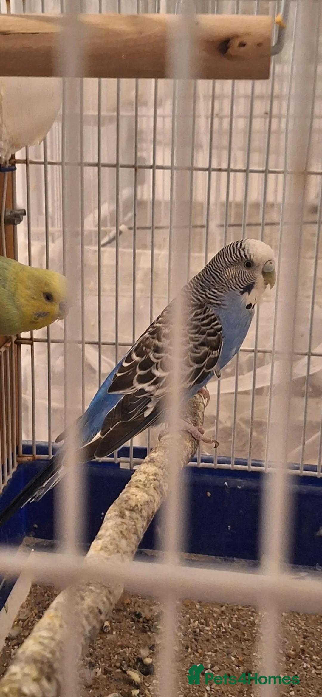 Budgerigars birds for sale: 4 Breeding pair of budgies and chicks in London - Advert 28