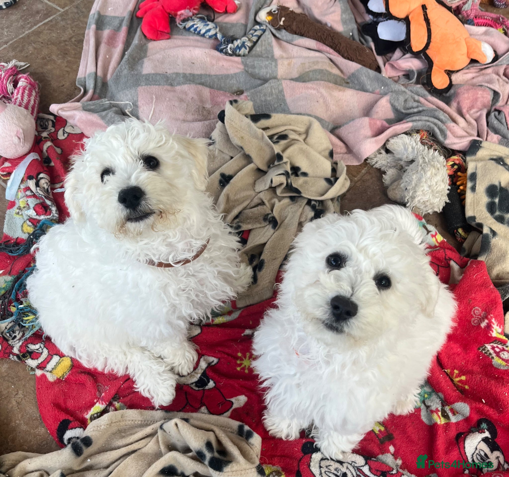 Bichon Frise dogs bichon Frise puppies  - Advert 2