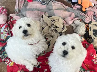 Bichon Frise dogs bichon Frise puppies - Advert 2