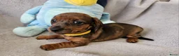 Dachshund dogs for sale: Gorgeous Long hair and short hair puppies - Advert 8