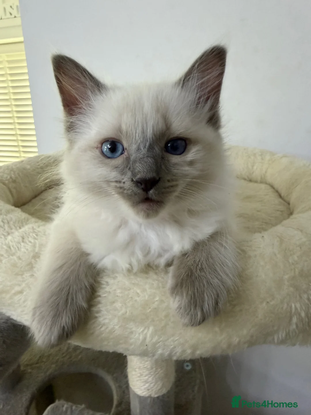 Ragdoll cats for sale: Adorable and friendly Ragdoll Kittens - Advert 23