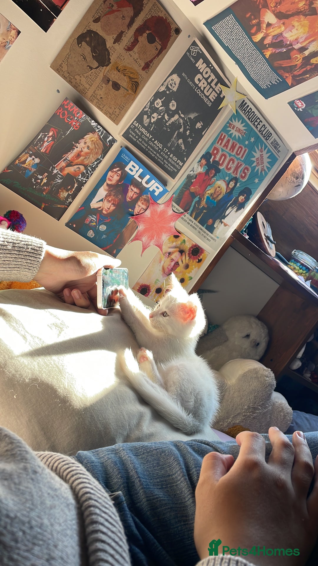 Domestic Shorthair cats for sale: Sweet boy Charlie - Image 10