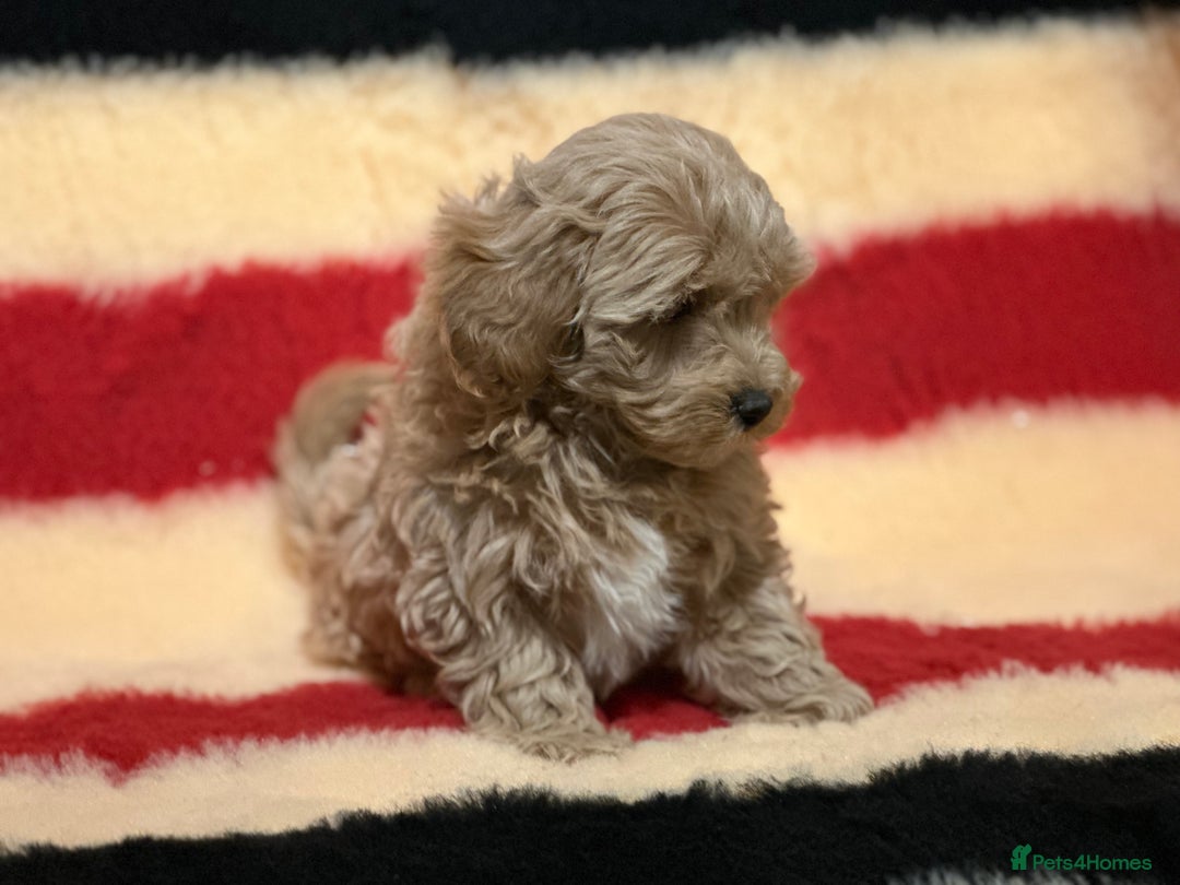 Mixed Breed dogs for sale: Beautiful Cavapoochon litter  - Advert 6