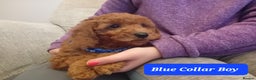 Goldendoodle dogs for sale: Goldendoodle puppies - Advert 7
