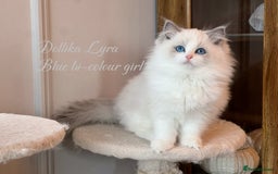 Ragdoll cats for sale: TICA Reg. Championship bloodline Ragdoll Kittens - Image 5