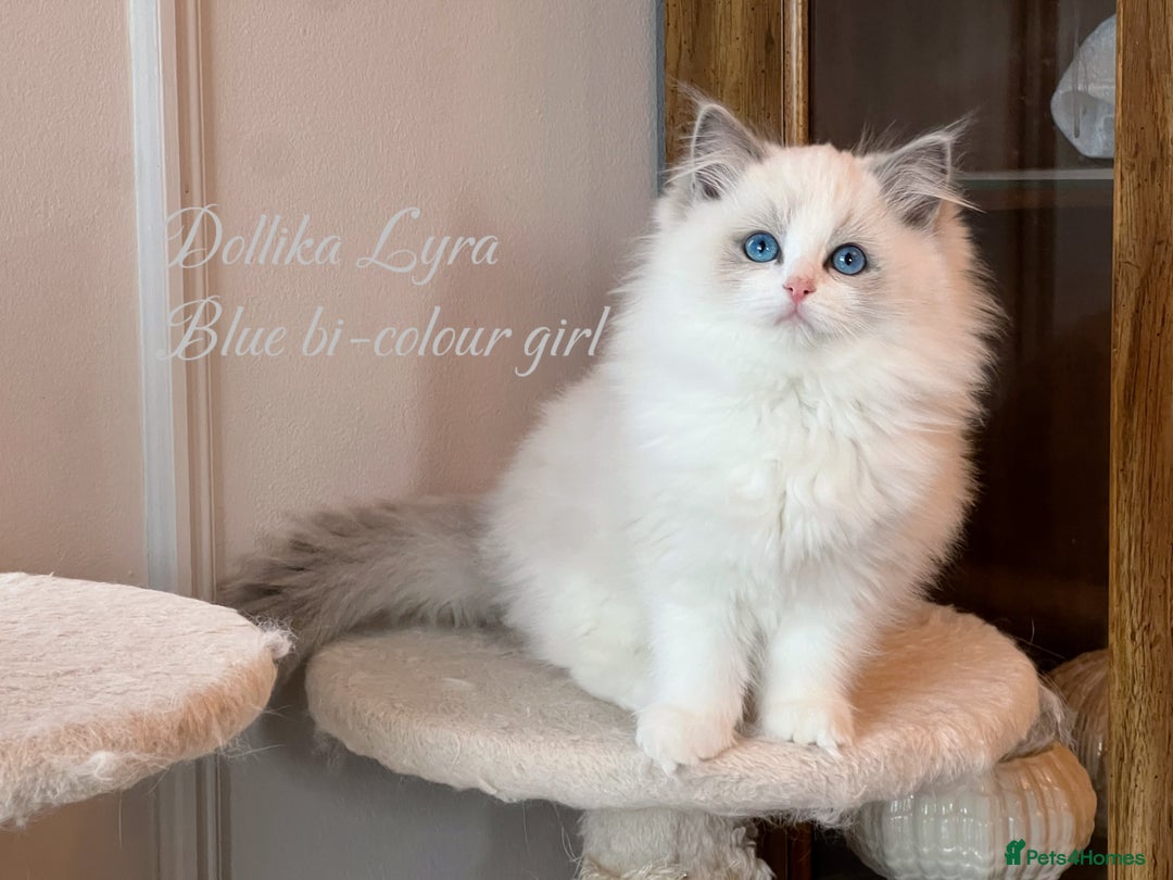 Ragdoll cats for sale: TICA Reg. Championship bloodline Ragdoll Kittens - Image 5
