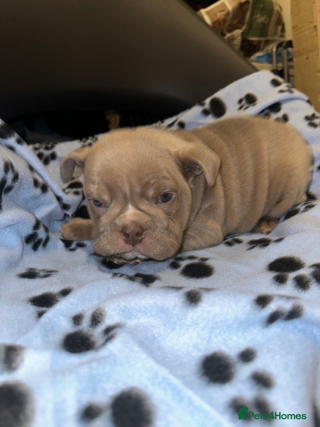 English Bulldog dogs for sale: ‼️ENGLISH BULLDOG PUPS WITH AMERICAN BLOODLINE‼️ - Advert 9