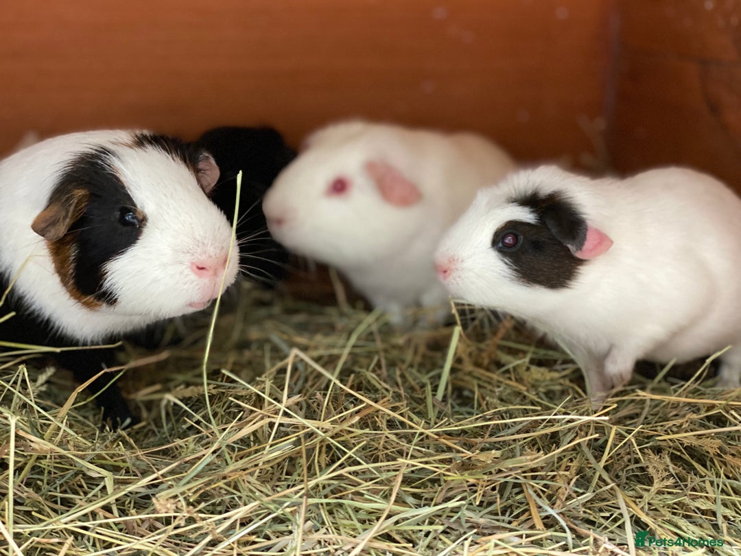 Guinea Pig rodents for sale: Beautiful mix of baby male Guineapigs dal Cali ect - Image 4