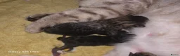 British Shorthair cats for sale: Gorgeous British shorthair cross bengle kittens  in Liverpool - Advert 5