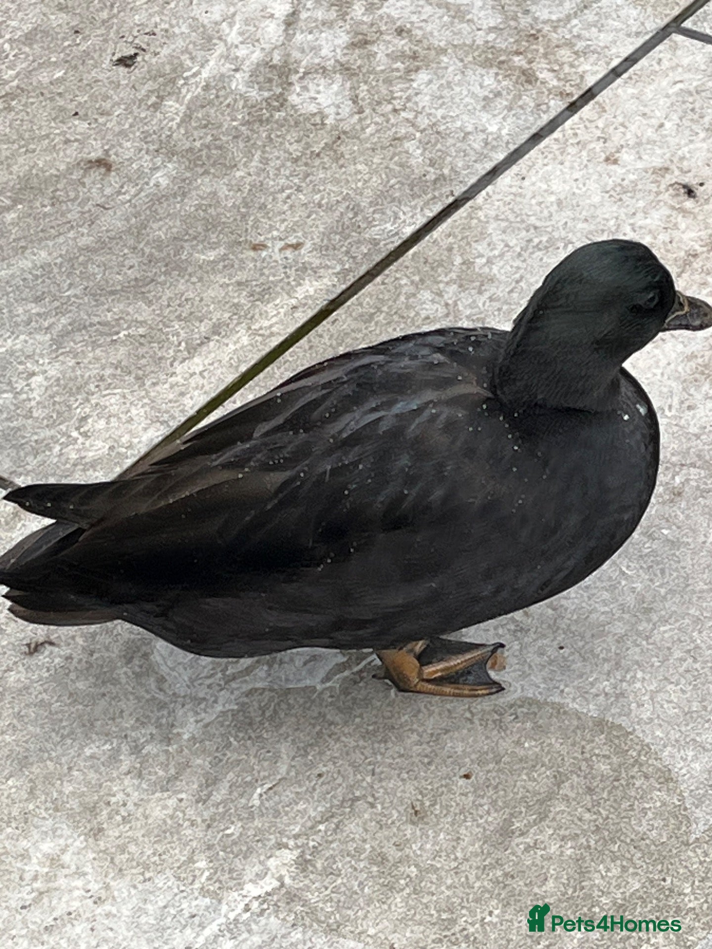 Ducks poultry Urgent rehome of domestic female duck required - Advert 7