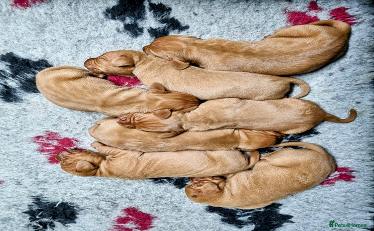 Hungarian Vizsla dogs - Advert 2