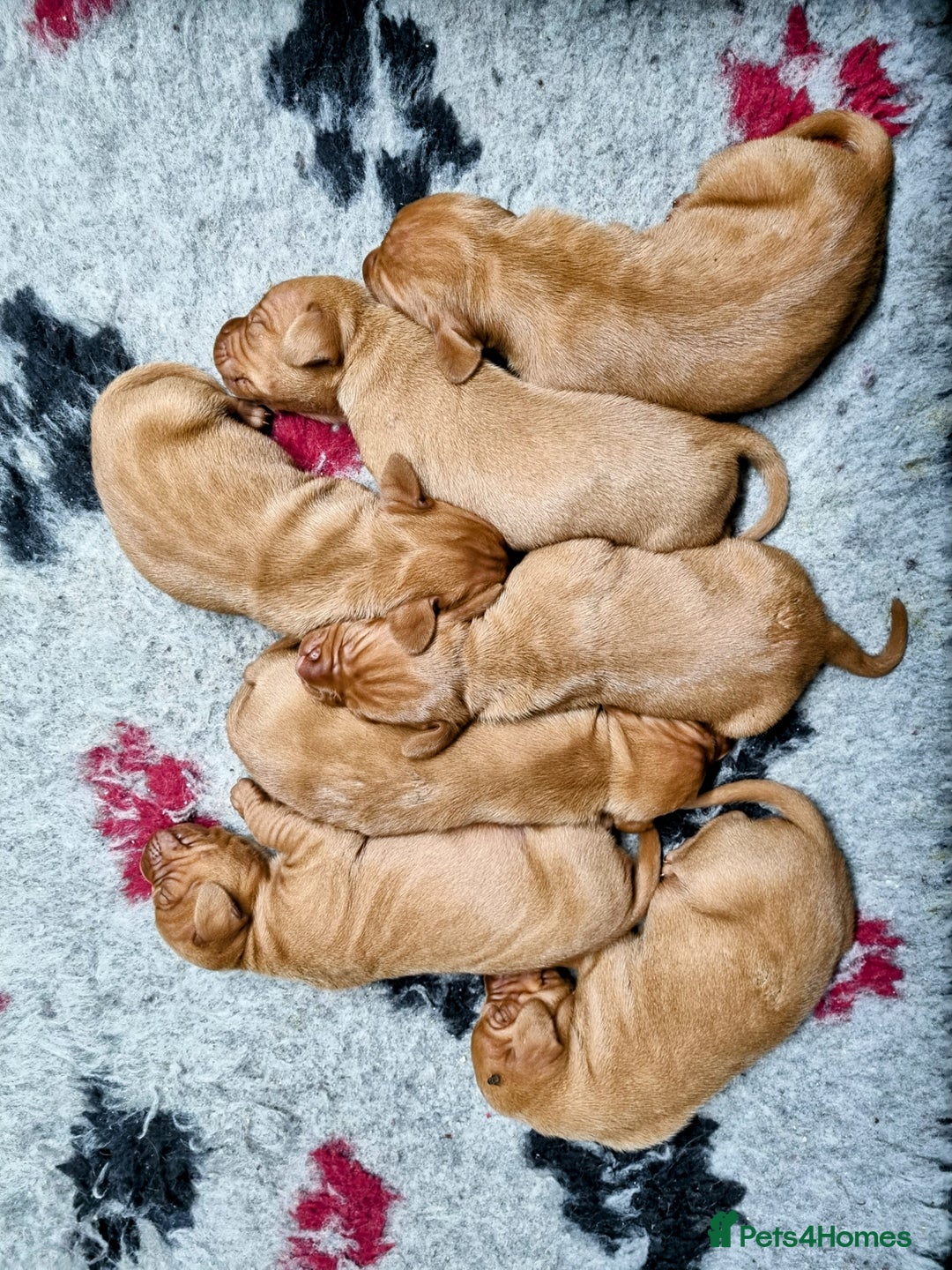 Hungarian Vizsla dogs for sale: Stunning KC Hungarian Vizsla Puppies  - Image 1