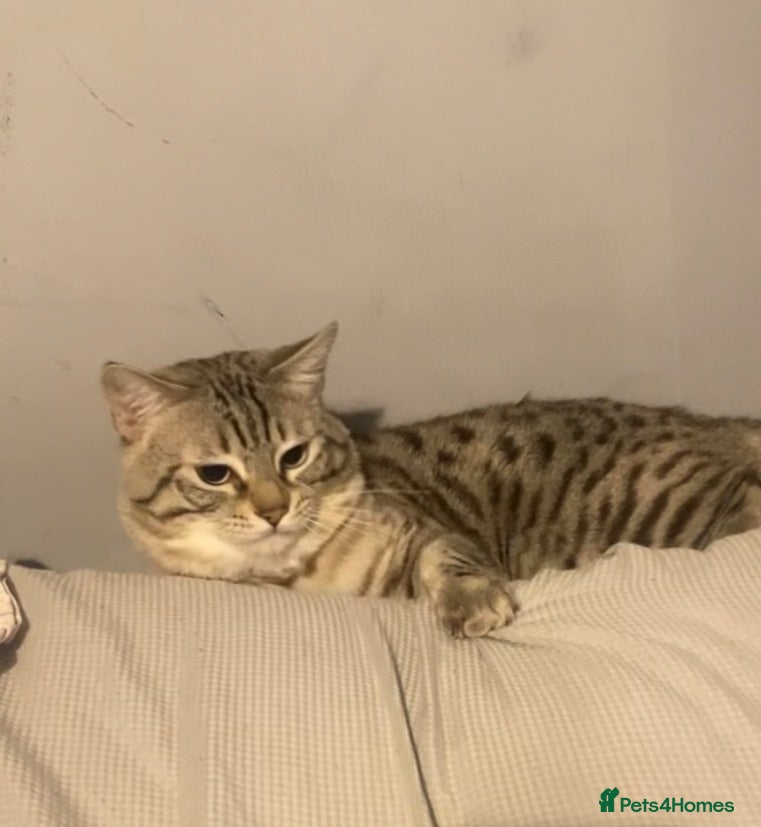 Bengal cats Bengal cross ragdoll stud. - Advert 3