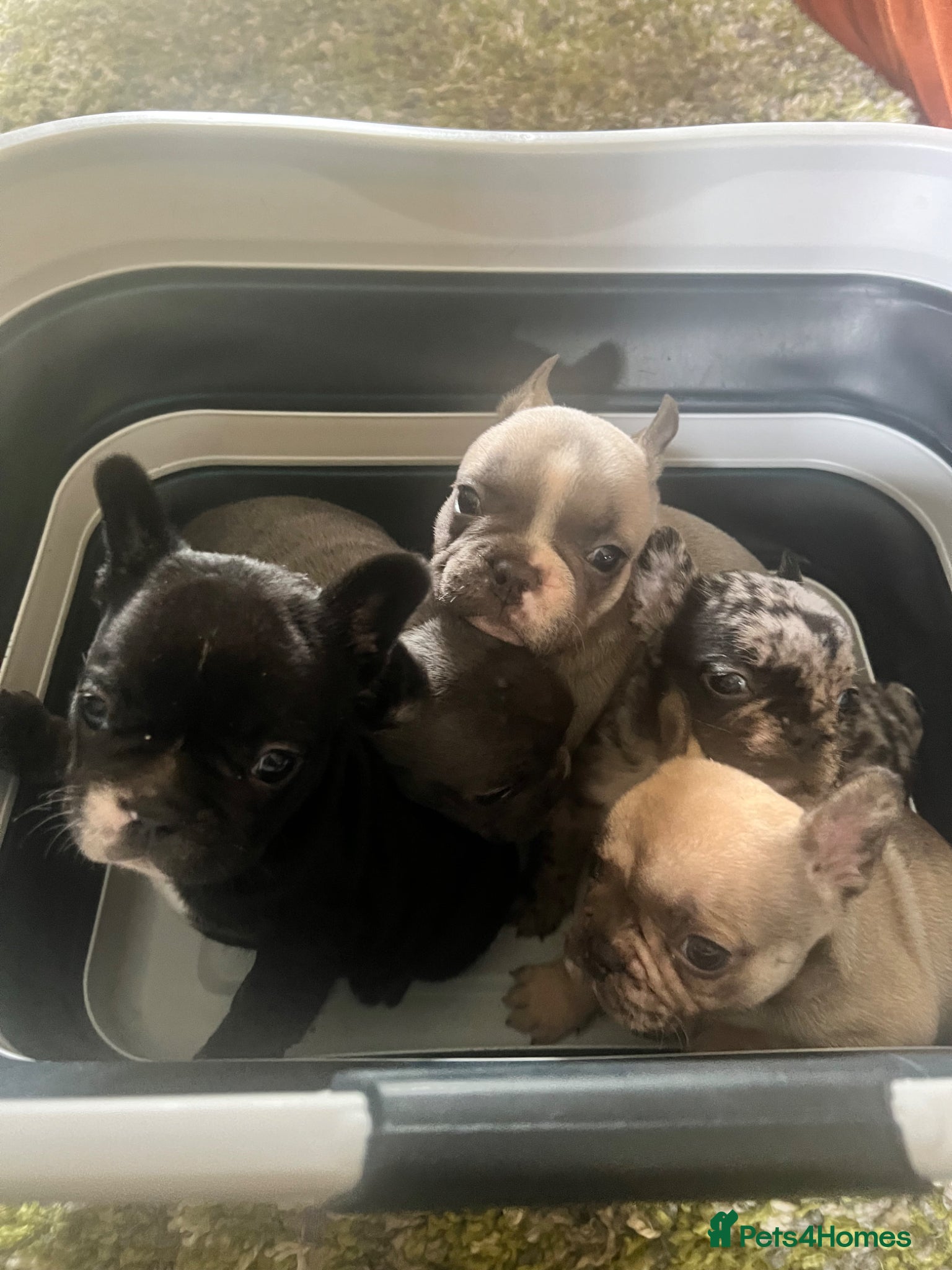 Mixed Breed dogs Adorable Frenchton Puppies! 🐾 - Advert 16