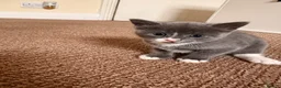 Mixed Breed cats for sale: Gorgeous kittens  - Advert 4