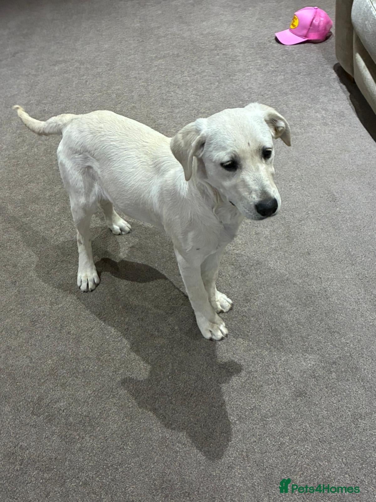 Labrador Retriever dogs Our beautiful girl Sandy - Advert 1