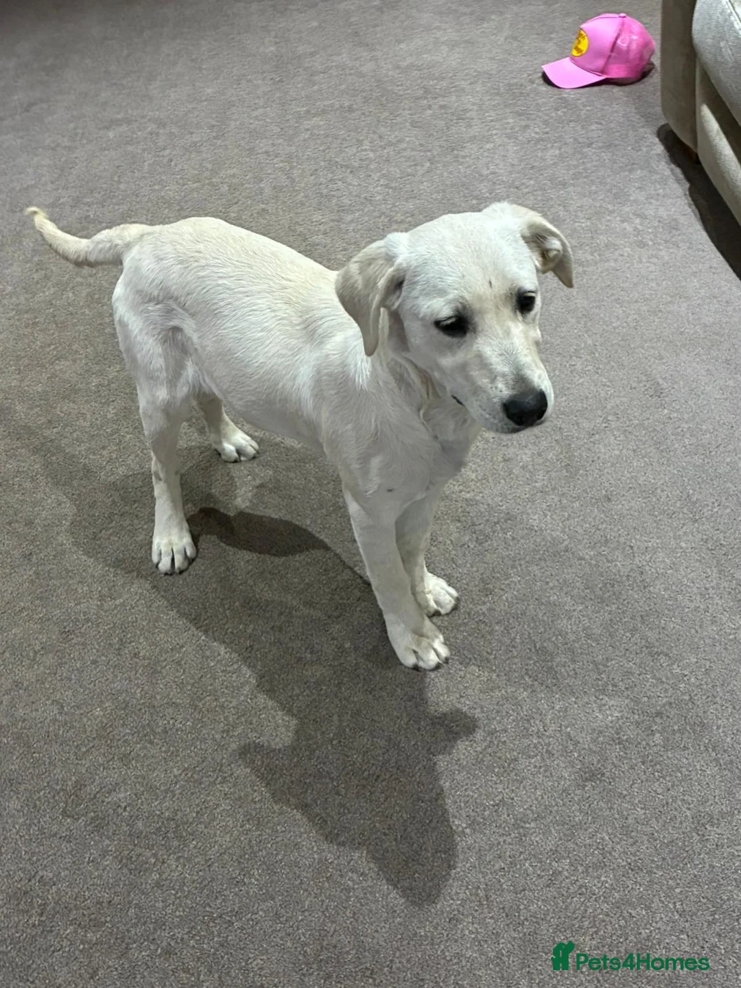 Labrador Retriever dogs for sale: Our beautiful girl Sandy in Swadlincote - Advert 1