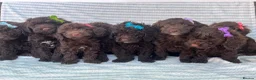 Cockapoo dogs for sale: CHOCOLATE COCKAPOOS GIRLS/BOYS PUPPYS PRA CLEAR - Advert 16