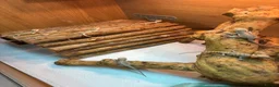 Bearded Dragon reptiles for sale: Baby Bearded Dragons. Visual Dunners & Hypos - Advert 13