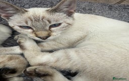 Bengal cats for sale: Snow Bengal lynx - Image 6