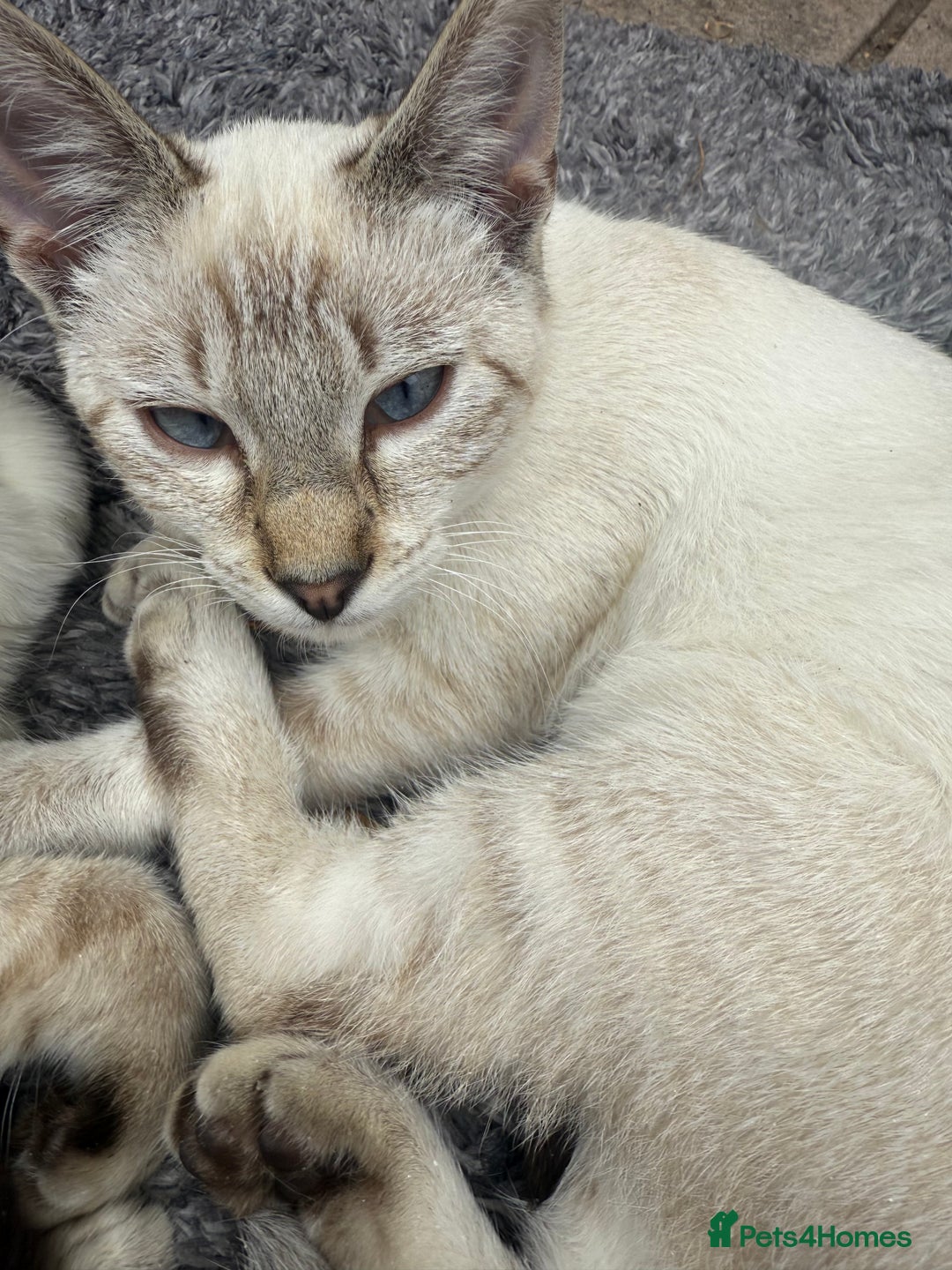 Bengal cats for sale: Snow Bengal lynx - Image 6