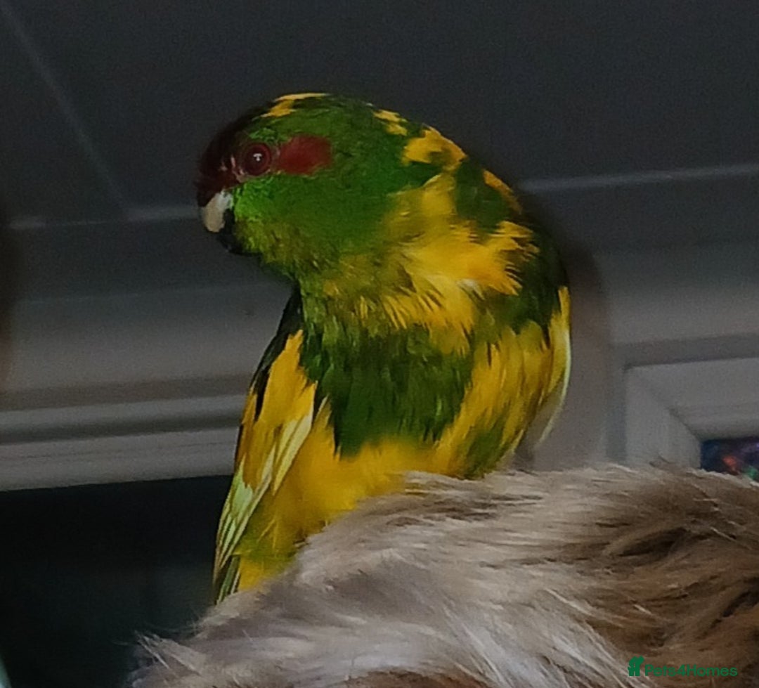 Parakeets birds for sale: Kakariki's x3 Males dna'd Kakariki's  - Advert 11