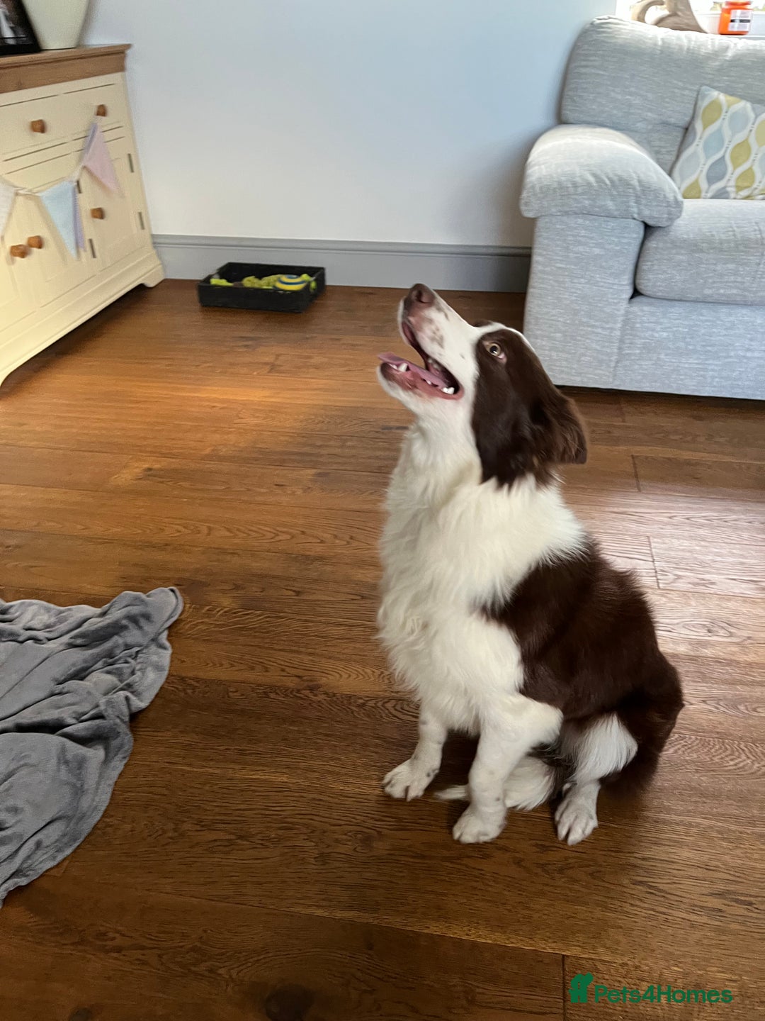 Border Collie dogs for sale: Border collie chocolate & white bitch 6 months old - Advert 6