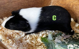 Guinea Pig rodents for sale: Boars and Sows - Image 23