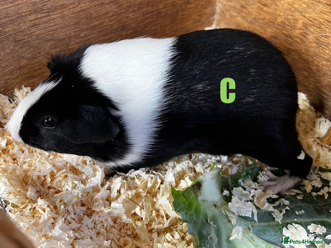 Guinea Pig rodents for sale: Boars and Sows - Image 23