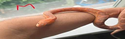 Corn Snake reptiles for sale: Adult Pair Scaleless and Microscaless corn snakes - Advert 3