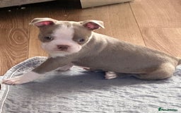Boston Terrier dogs for sale: Adorable Boston Terrier Puppies – Kennel Club Reg - Image 19