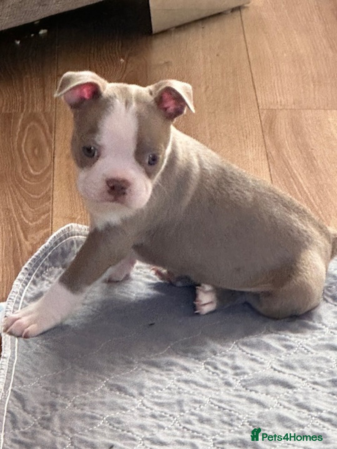 Boston Terrier dogs for sale: Adorable Boston Terrier Puppies – Kennel Club Reg - Image 19