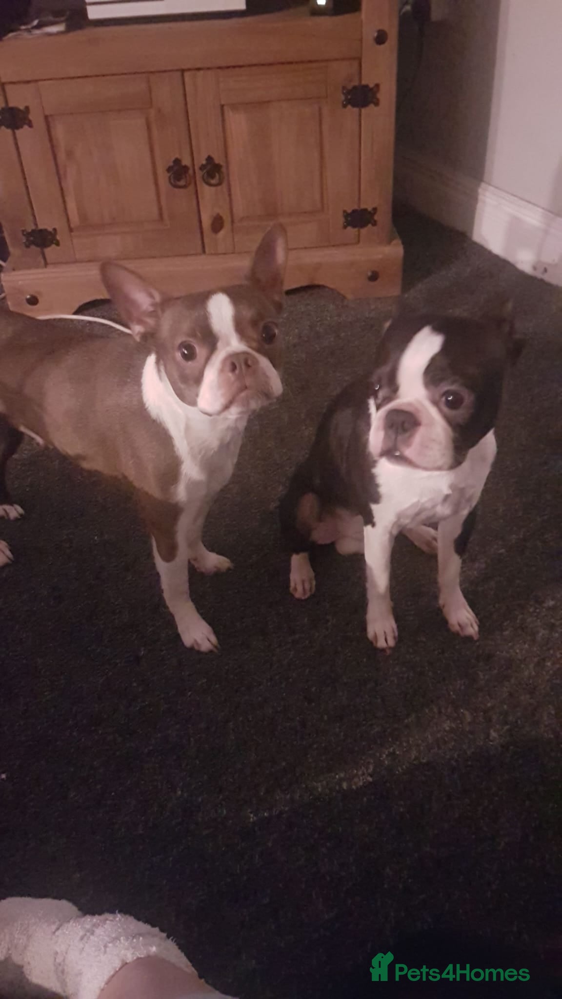 Boston Terrier dogs Boston Terrier Special Home Needed - Advert 1