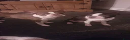 Boston Terrier dogs for sale: Boston Terrier Special Home Needed - Advert 1