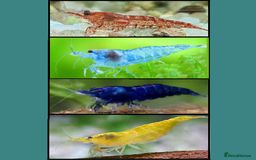 Shrimps fish for sale: 🔥RED, BLUE & YELLOW SHRIMP 🦐 + a free plant 🍃 - Image 1
