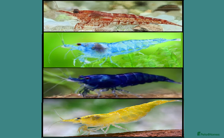 Shrimps fish - Advert 1