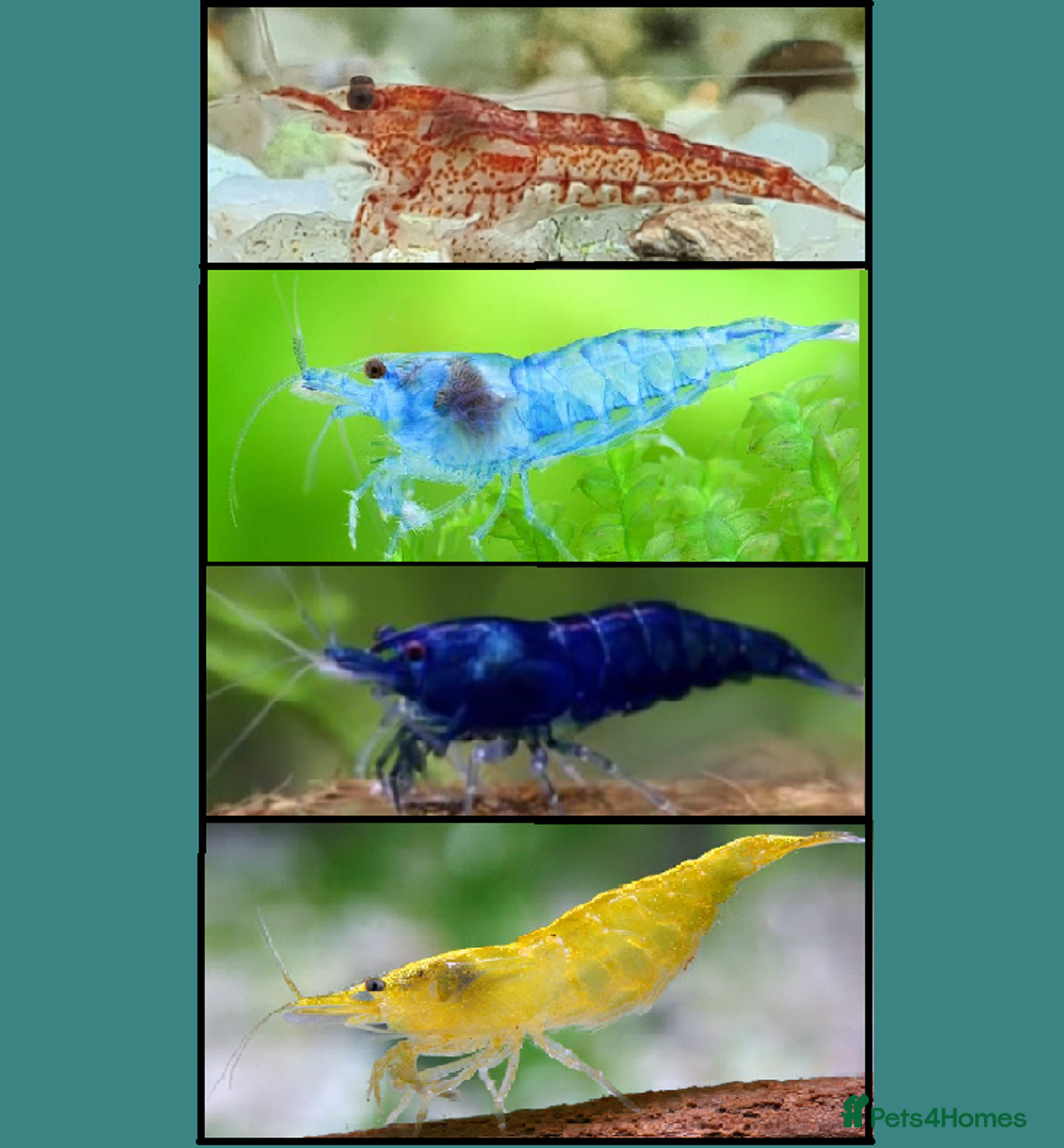 Shrimps fish for sale: 🔥RED, BLUE & YELLOW SHRIMP 🦐 + a free plant 🍃 - Image 1