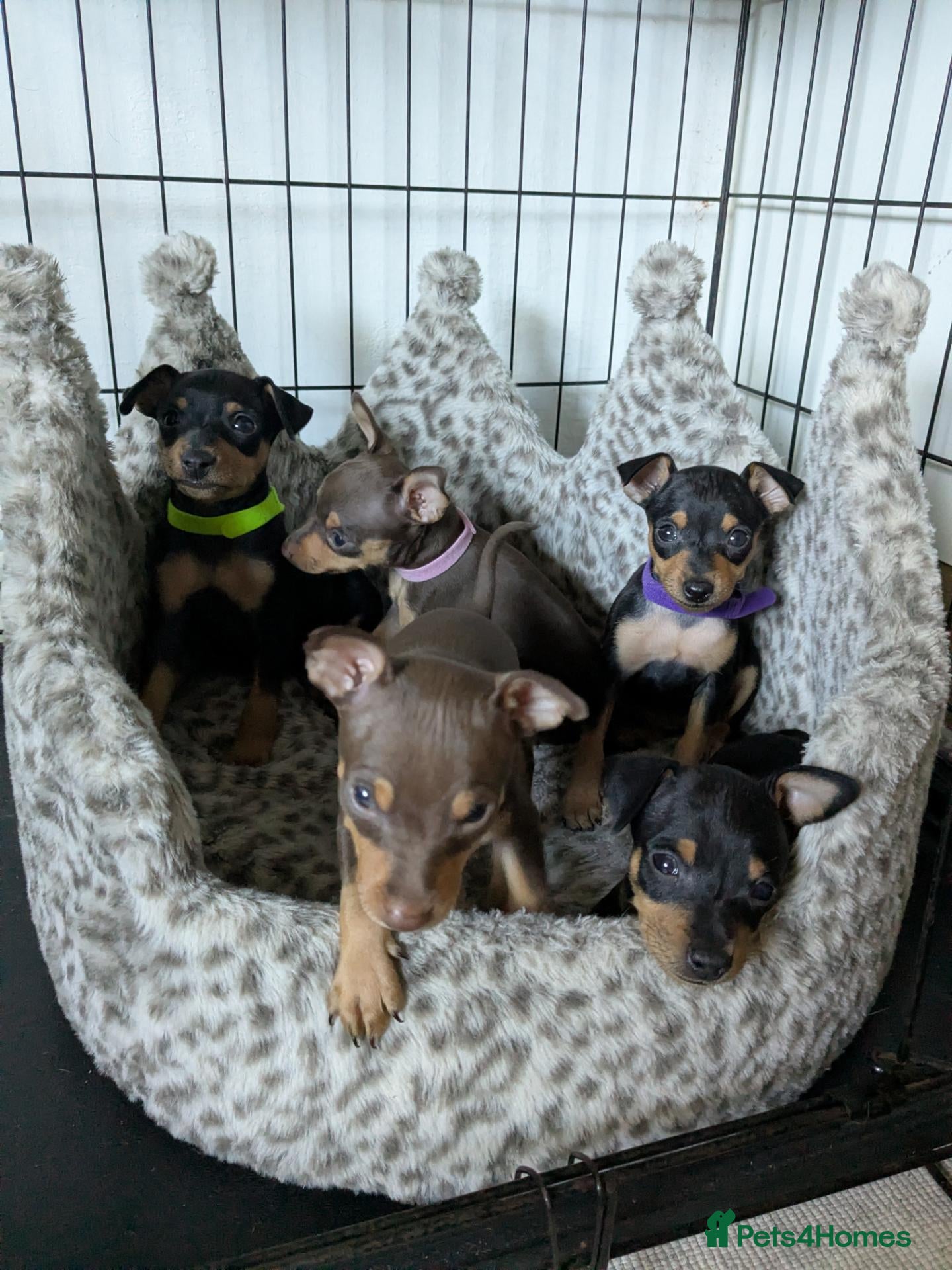 Miniature Pinscher dogs Miniature Pinscher Pups seen with mum & dad  - Advert 1
